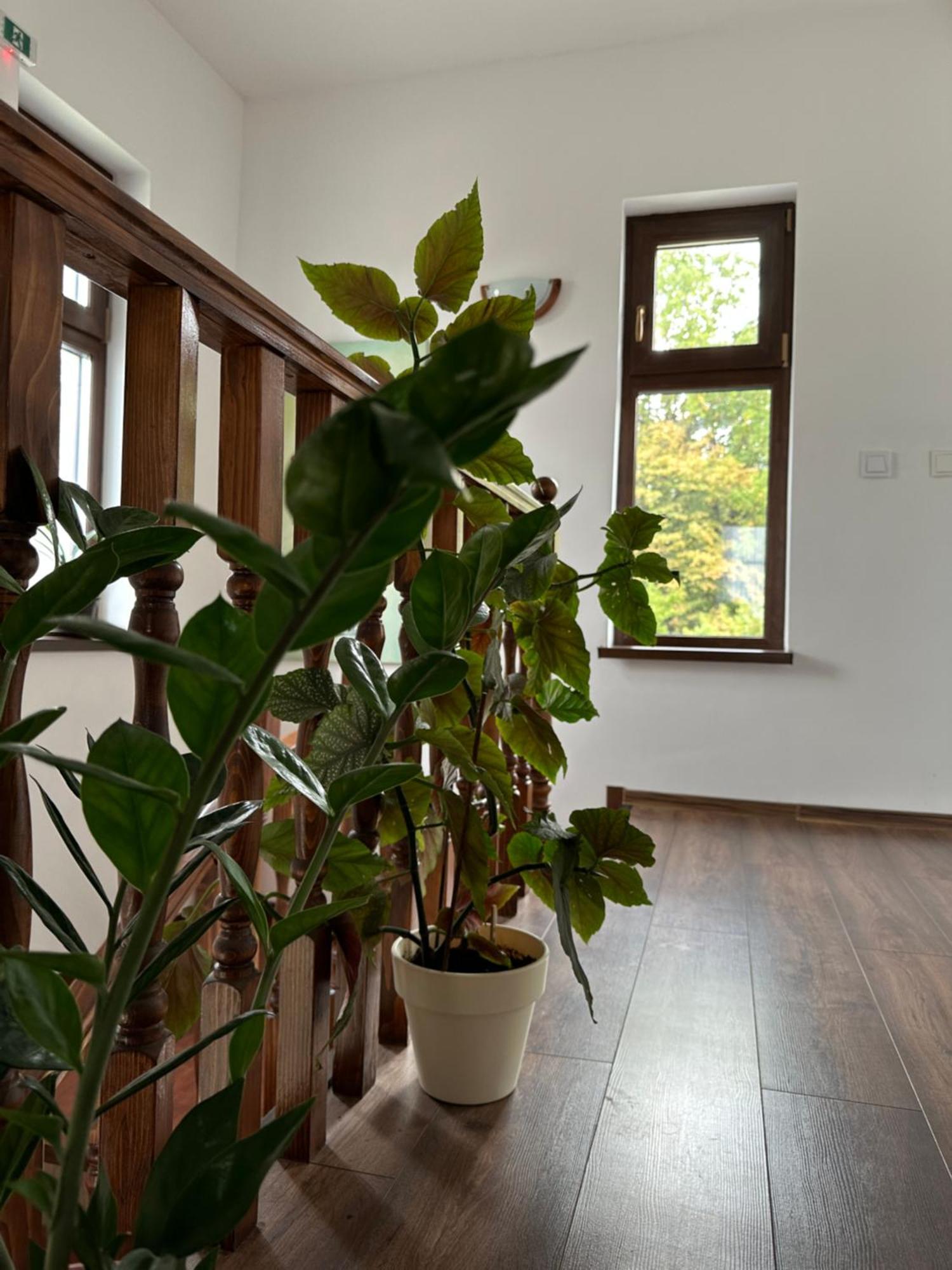 Barnova Pensiunea Emelys, Iasi מראה חיצוני תמונה